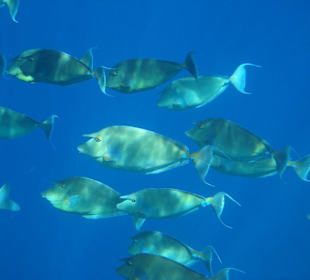 Links am Steg entlang