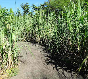 Rundgang durch den Botanischen Garten der Domaine