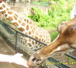 Giraffenfütterung 15.Uhr