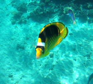 Hausriff - iPhone 5 im DiCAPac Plastik Case