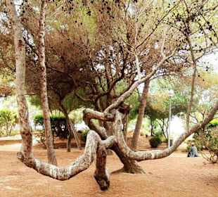 Lesopark v El Arenal