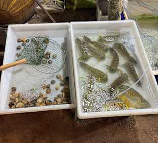 Frische Krustentiere und Muscheln