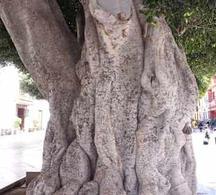 Sie stammen aus Kuba