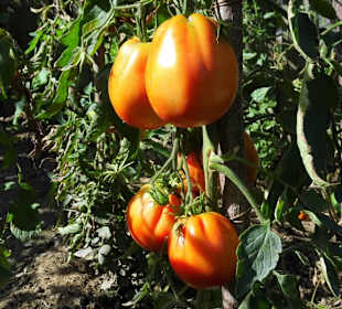 Im Südtiroler Bauerngarten von Trauttmansdorff