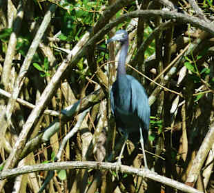 Gesehen im Tortuguero Kanal