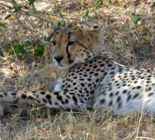Gepard
