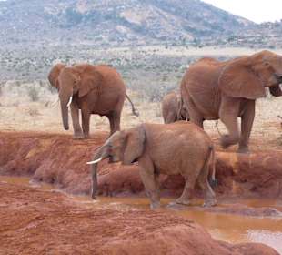 Elefanten beim Baden