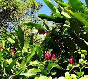 Impressionen aus dem Jardin Botanique de Deshaies