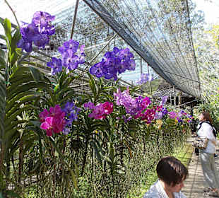 Orchideenfarm