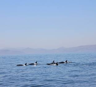Whale Watching - Orca - Tour
