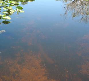 Everglades Safari Park