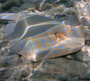 Blaupunktrochen knietief in der Nähe vom Riff