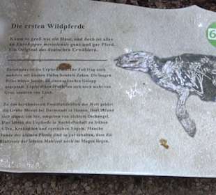 Dinosaurier Museum Altmühltal