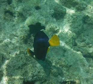 Hausriff, rechts von der Marina