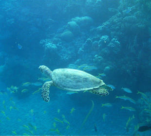 Schildkröte beim Hausriff