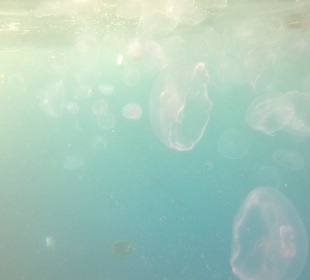 Wurde leicht an der Lippe genesselt, nicht schlimm