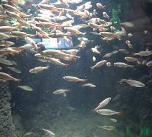 Sea Life