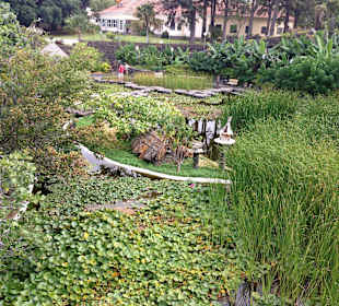 Jardin Aquatico im Risco Bello (Café)