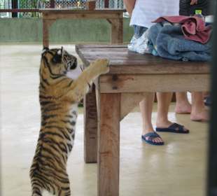 Bei den kleinsten Tigern