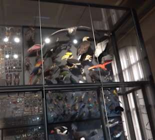 Museum für Naturkunde
