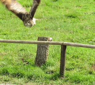 Tierpark Sababurg
