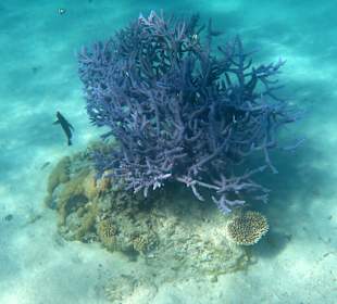 Schnorcheln Marsa Alam