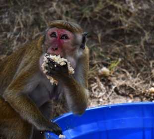 Hungrige Affen