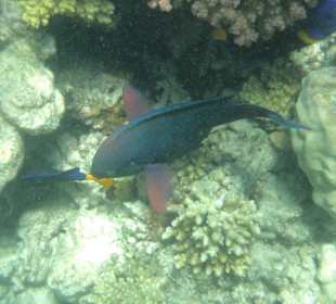 Schwarzer Papageifisch