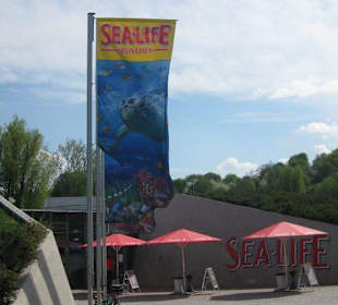 Sea Life