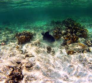 Schnorcheln Marsa Alam