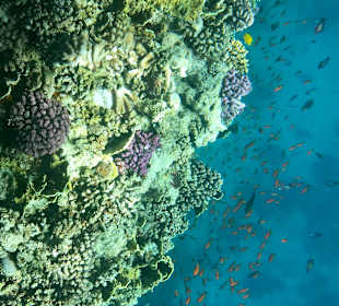 Schnorcheln Soma Bay