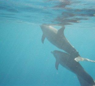 Delfine in der Bucht