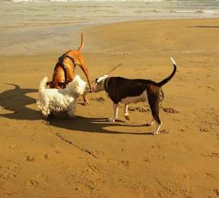 Jeder Hund willkommen