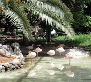 Flamingos
