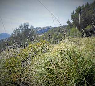 Landschaft Formentor