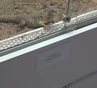 Staatliches Naturkunde Museum