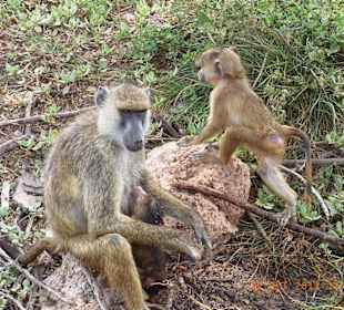 Tsavo West / - Ost / Amboselli