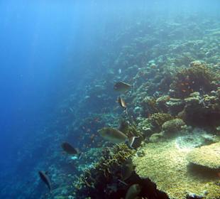 Kurznasen Doktorfische