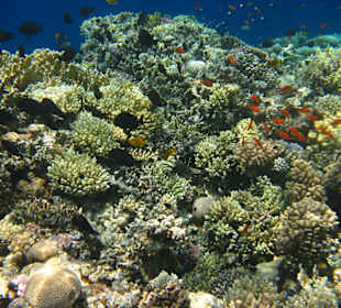 Onderwaterwereld voor het hotel