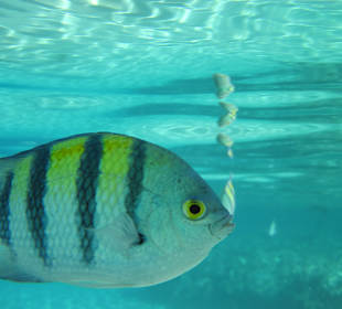 Schnorcheln Marsa Alam