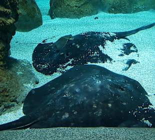 Aquarium de Costa Teguise