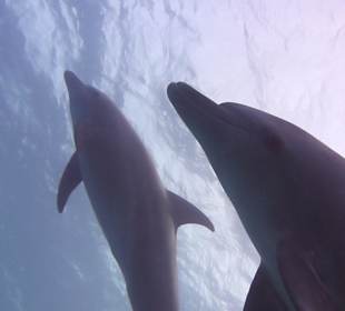 Delphine im Roten Meer