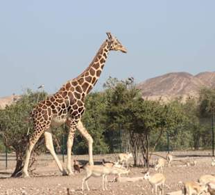 Tiere und Landschaft sehenswert