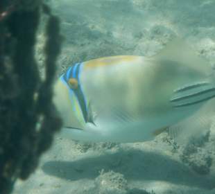 Fische im hauseigenen Riff