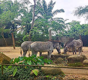 Singapur Zoo
