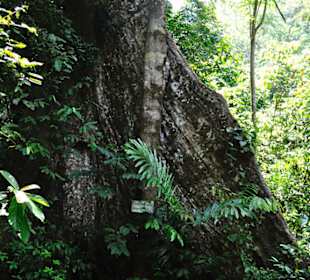 Tiger Cave Tempel (Wat Tham Sua)