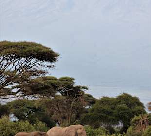 Amboseli Nationalpark