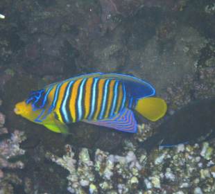 Am Hausriff Dreams Beach Resort & Dreams Vacation Resort