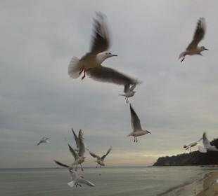 Hungrige Möwen