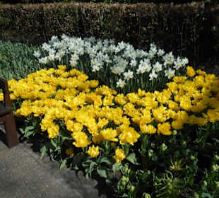 Blumenpracht im Keukenhof